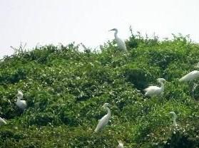 丹东白鹭自然保护区
