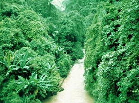 个旧蛮耗绿水河热带雨林