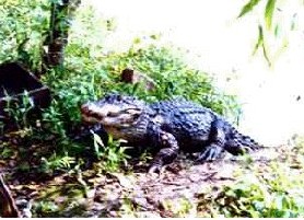 扬子鳄自然保护区